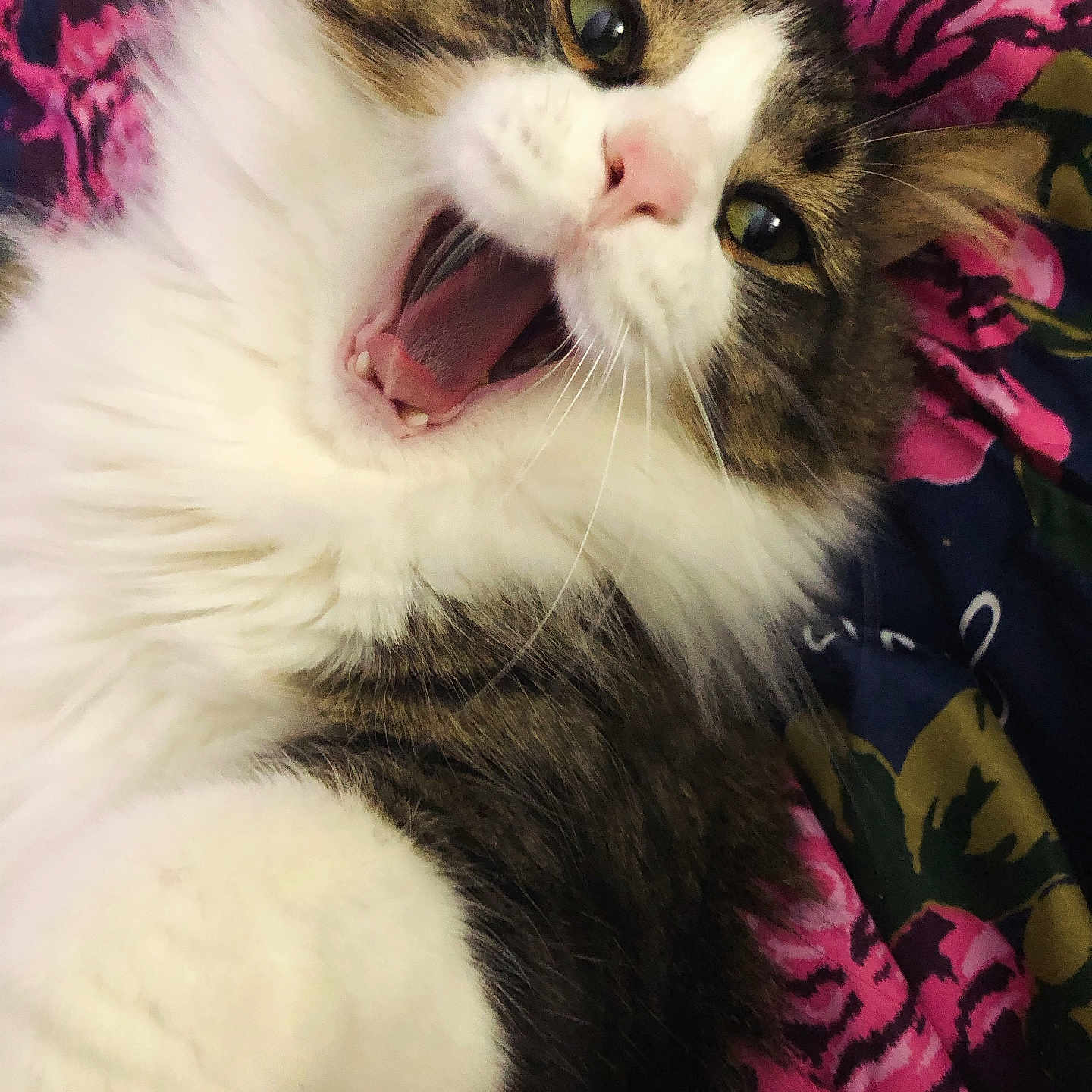 Mr.kittycuddles is registered to the contest to win money with this photo: animal, bedspread, cat, close_up, colorful, cozy, cute, eyes, feline, fluffy, indoor, mouth_open, paw, pet, pink_nose, resting, tabby, whiskers, white_fur, yawning