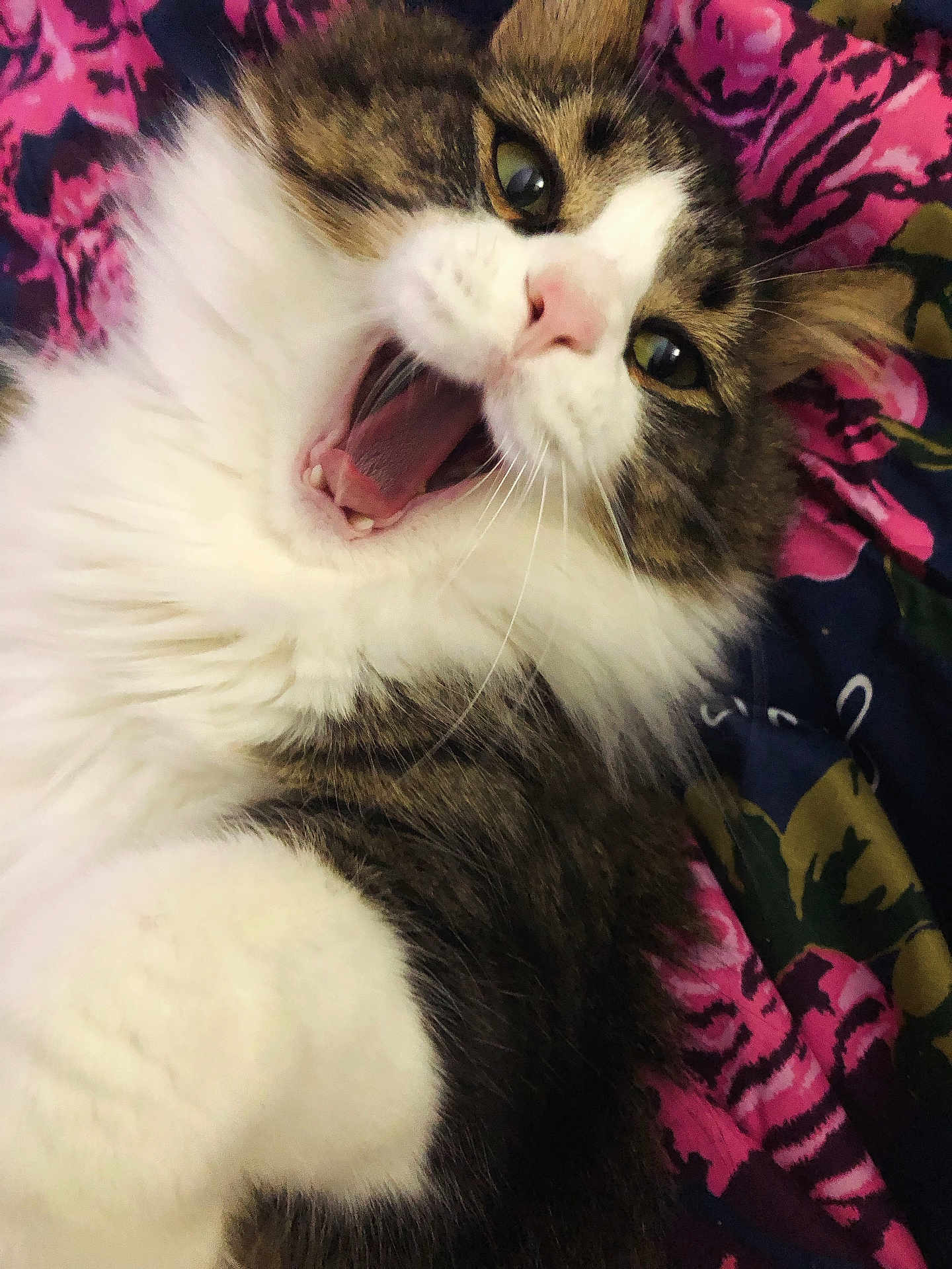 Mr.kittycuddles is registered to the contest to win money with this photo: cat, fluffy, yawning, close_up, pet, animal, feline, white_fur, tabby, pink_nose, whiskers, bedspread, colorful, indoor, cozy, cute, mouth_open, eyes, paw, resting