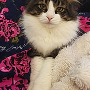 Mr.kittycuddles is registered to the contest to win money with this photo: cat, fluffy, green_eyes, pet, animal, feline, resting, blanket, cozy, indoor, fur, cute, pink, pattern, soft, comfort, closeup, portrait, laying, domestic_cat