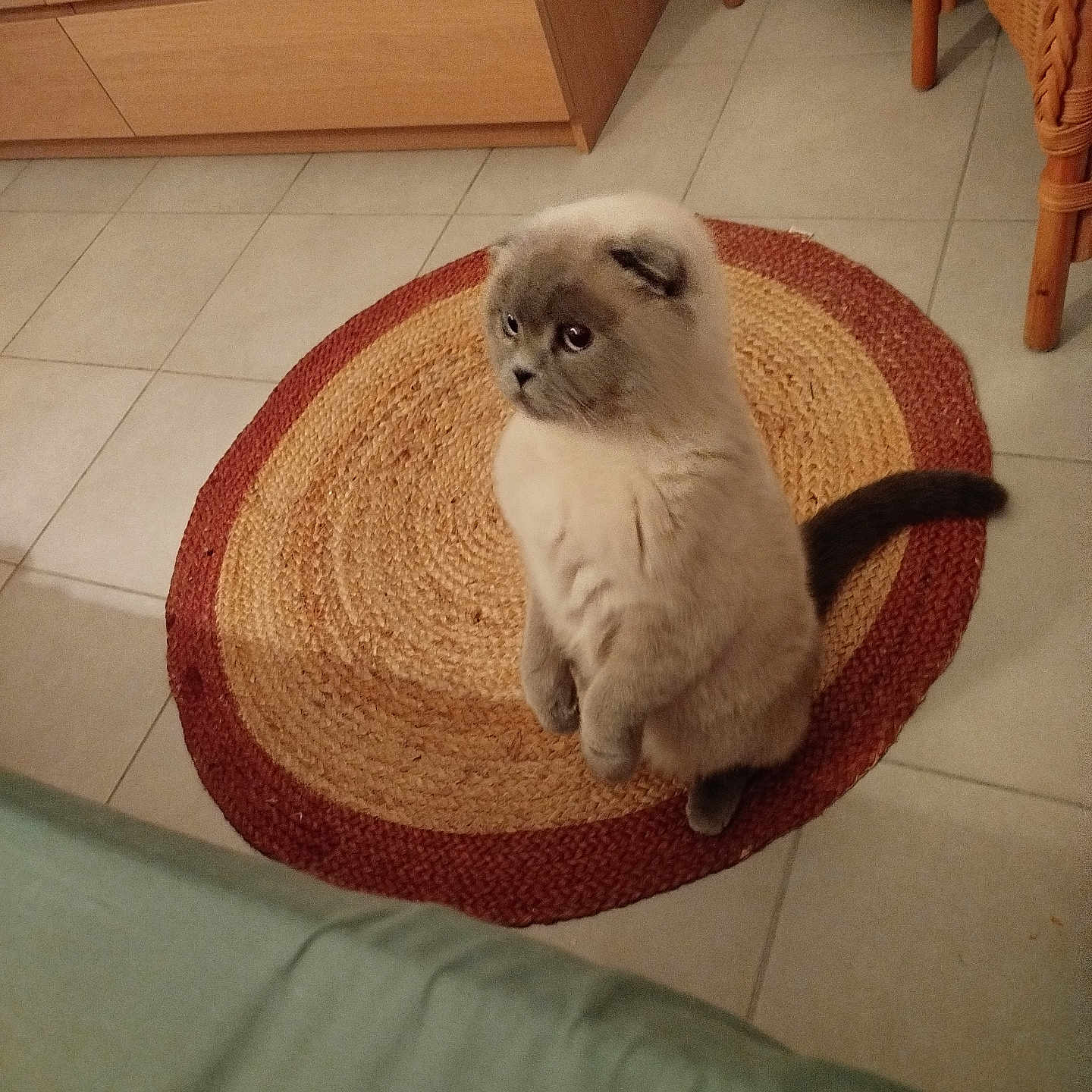 Ramses participe au concours pour gagner de l'argent avec cette photo : cat, kitten, fluffy, long_hair, gray, white, sitting, indoors, rug, braided_rug, tile_floor, furniture, dresser, chair, tail, paws, portrait, pet, grumpy_expression, home