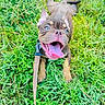 puppy, dog, grass, leash, tongue_out, happy, pet, animal, outdoor, playful, brown_fur, ears_up, close_up, summer, nature, cute, adorable, canine, young_dog, greenery