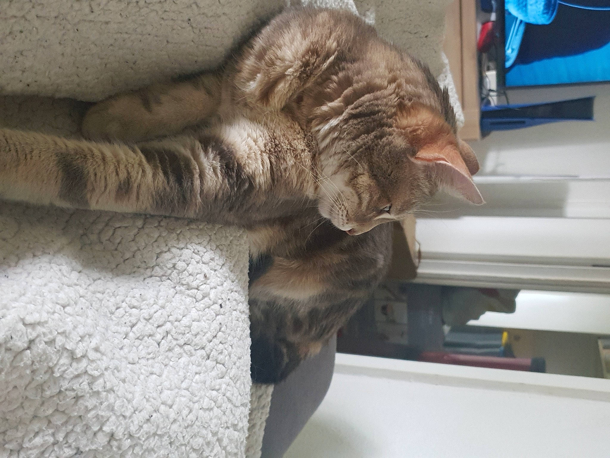 Griffon a rejoint le concours — aidez-le/la à gagner de superbes lots ! art, carnivore, cat, claw, comfort, domestic_short_haired_cat, fawn, felidae, fur, human_leg, leg, nap, small_to_medium_sized_cats, snout, table, tail, whiskers, wood