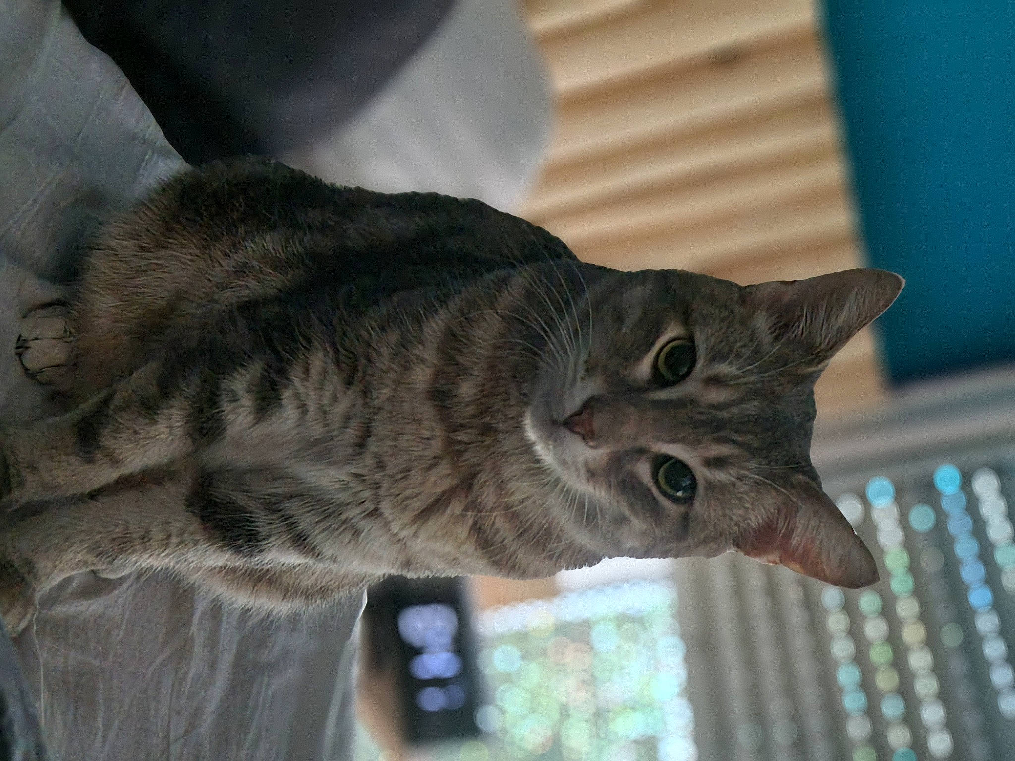 Griffon participe au concours pour gagner de l'argent avec cette photo : carnivore, cat, domestic_short_haired_cat, felidae, fur, small_to_medium_sized_cats, snout, tail, tree, whiskers