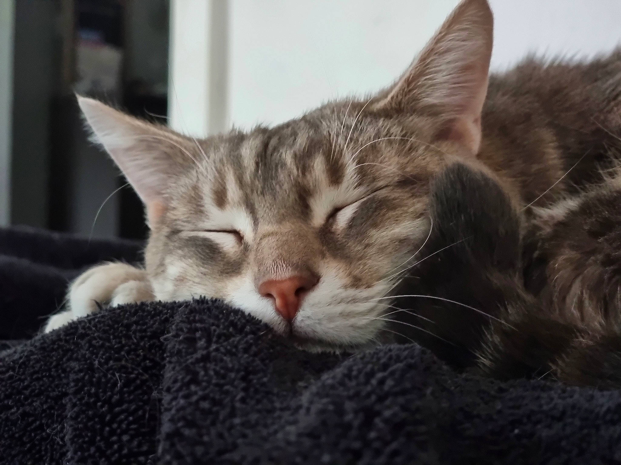 Griffon a rejoint le concours — aidez-le/la à gagner de superbes lots ! carnivore, cat, claw, comfort, domestic_short_haired_cat, felidae, fur, nap, paw, sitting, sleep, small_to_medium_sized_cats, snout, whiskers