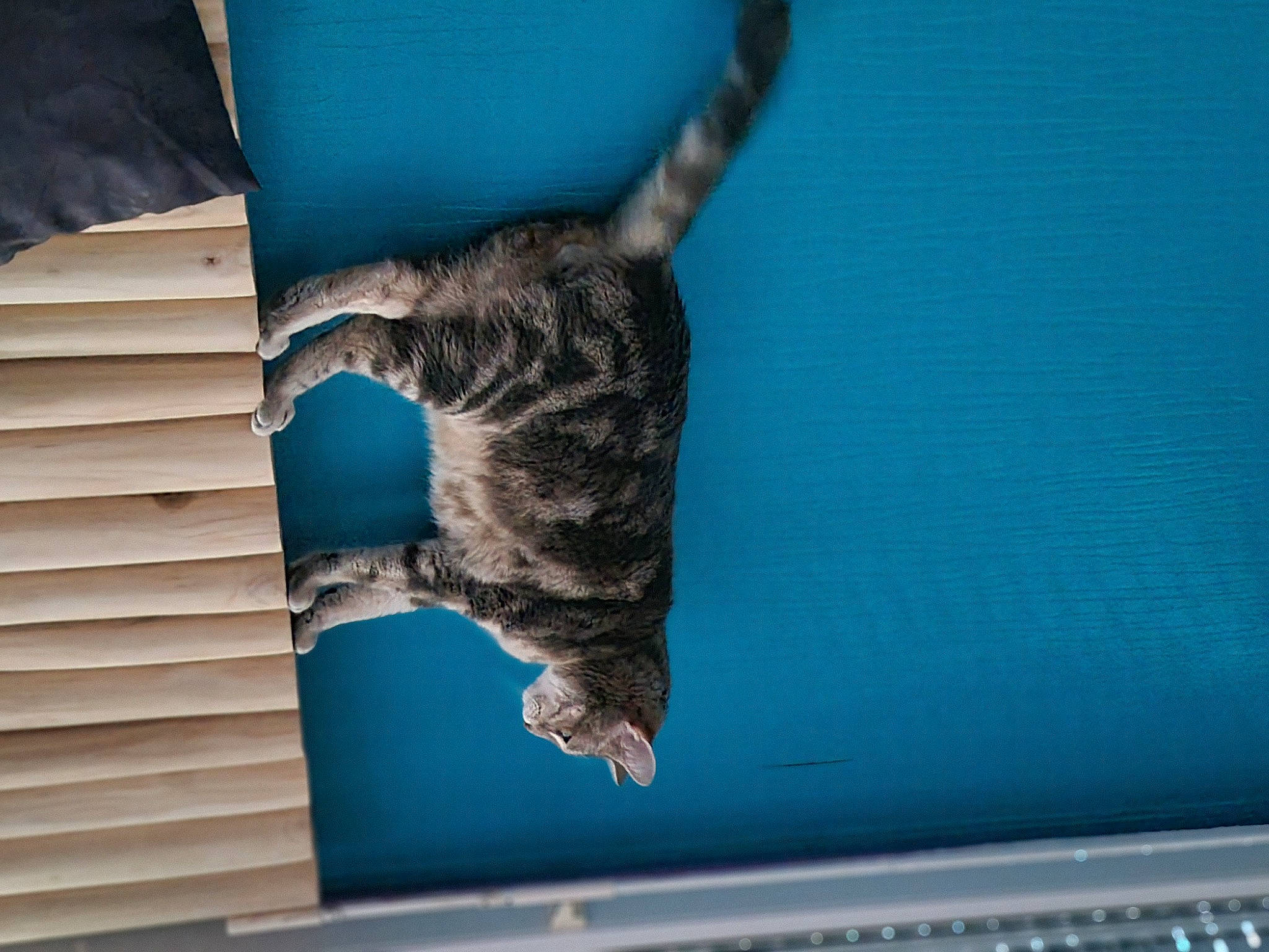 Griffon participe au concours pour gagner de l'argent avec cette photo : carnivore, cat, computer, computer_hardware, domestic_short_haired_cat, electric_blue, felidae, fur, laptop, netbook, paw, personal_computer, room, small_to_medium_sized_cats, sporting_group, tail, whiskers, window, wood