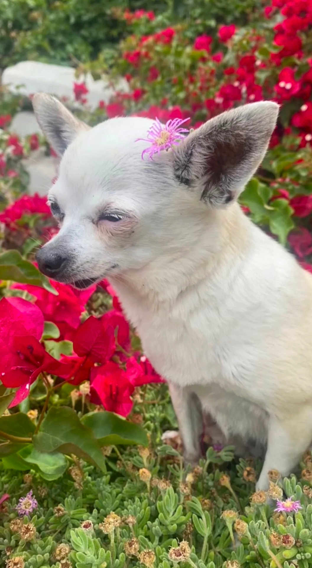 Piggy is registered to the contest to win money with this photo: dog, small_dog, white_dog, flower, purple_flower, red_flowers, green_foliage, outdoor, nature, pet, cute, animal, garden, leaf, plant, close_up, fur, ear, snout, calm