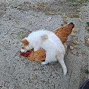 Bogoss participe au concours pour gagner de l'argent avec cette photo : puppy, dog, chicken, bird, animal, outdoor, concrete, grass, playful, farm, nature, fur, feathers, pet, young, brown, white, grass_patch, ground, curious