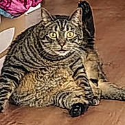 Milo Jackson joined the competition — help win amazing prizes! cat, tabby, feline, pet, animal, sitting, lying_down, fluffy, striped, whiskers, ears, eyes, belly, paws, tail, indoor, wooden_floor, home, portrait, funny