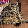cat, tabby, feline, pet, animal, sitting, lying_down, fluffy, striped, whiskers, ears, eyes, belly, paws, tail, indoor, wooden_floor, home, portrait, funny