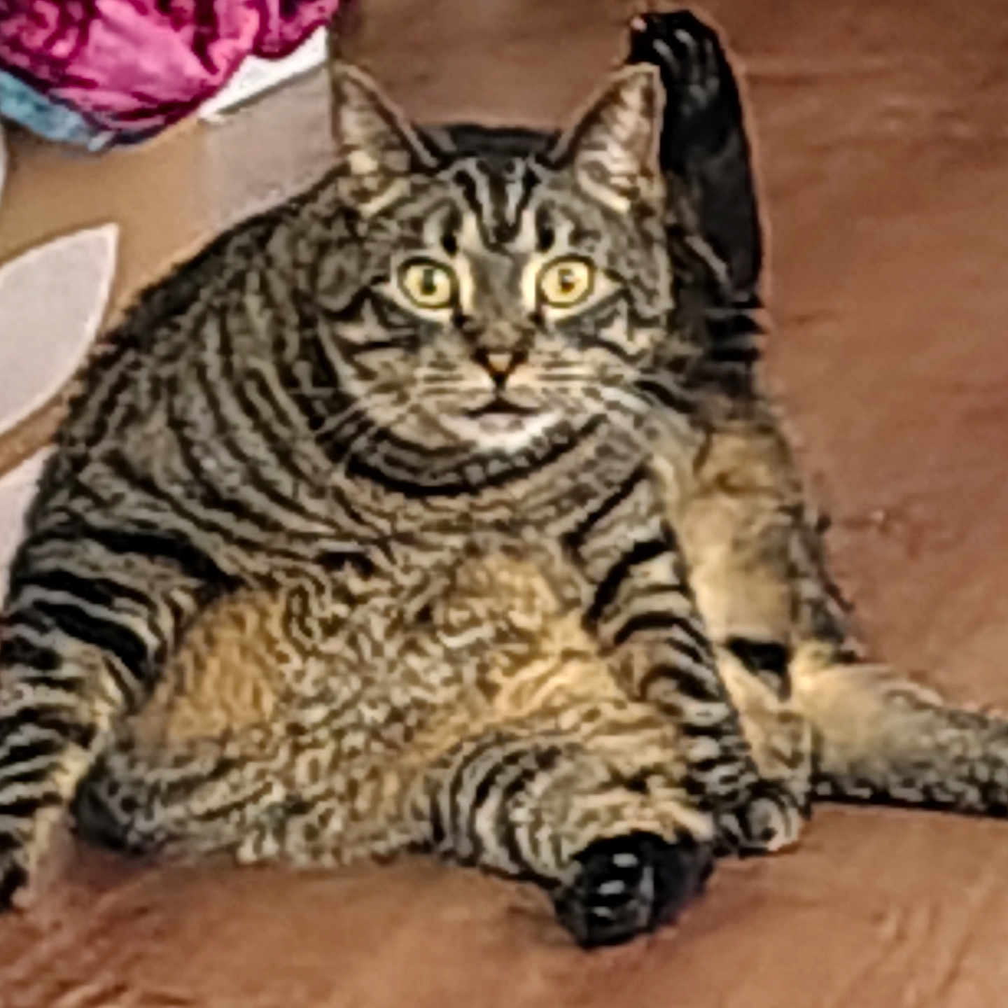 Milo Jackson joined the competition — help win amazing prizes! cat, tabby, feline, pet, animal, sitting, lying_down, fluffy, striped, whiskers, ears, eyes, belly, paws, tail, indoor, wooden_floor, home, portrait, funny