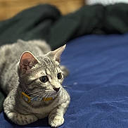 Catalina joined the competition — help win amazing prizes! bed, blanket, blue_bed, cat, closeup, collar, curious, ears, fur, indoor, kitten, loafing, paw, pet, portrait, shallow_depth_of_field, tabby_cat, whiskers, wide_eyes, yellow_collar