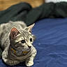 bed, blanket, blue_bed, cat, closeup, collar, curious, ears, fur, indoor, kitten, loafing, paw, pet, portrait, shallow_depth_of_field, tabby_cat, whiskers, wide_eyes, yellow_collar
