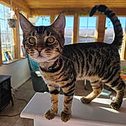Tigger is registered to the contest to win money with this photo: animal, cat, closeup, collar, curious, domestic_animal, ears, feline, floor, furniture, indoor, pet, portrait, striped, sunlight, tabby_cat, tail, whiskers, windows, wooden_ceiling