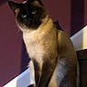 cat, siamese, pet, animal, blue_eyes, fur, indoor, purple_wall, sitting, portrait, cute, feline, whiskers, shadow, light, domestic_animal, closeup, calm, elegant, cozy