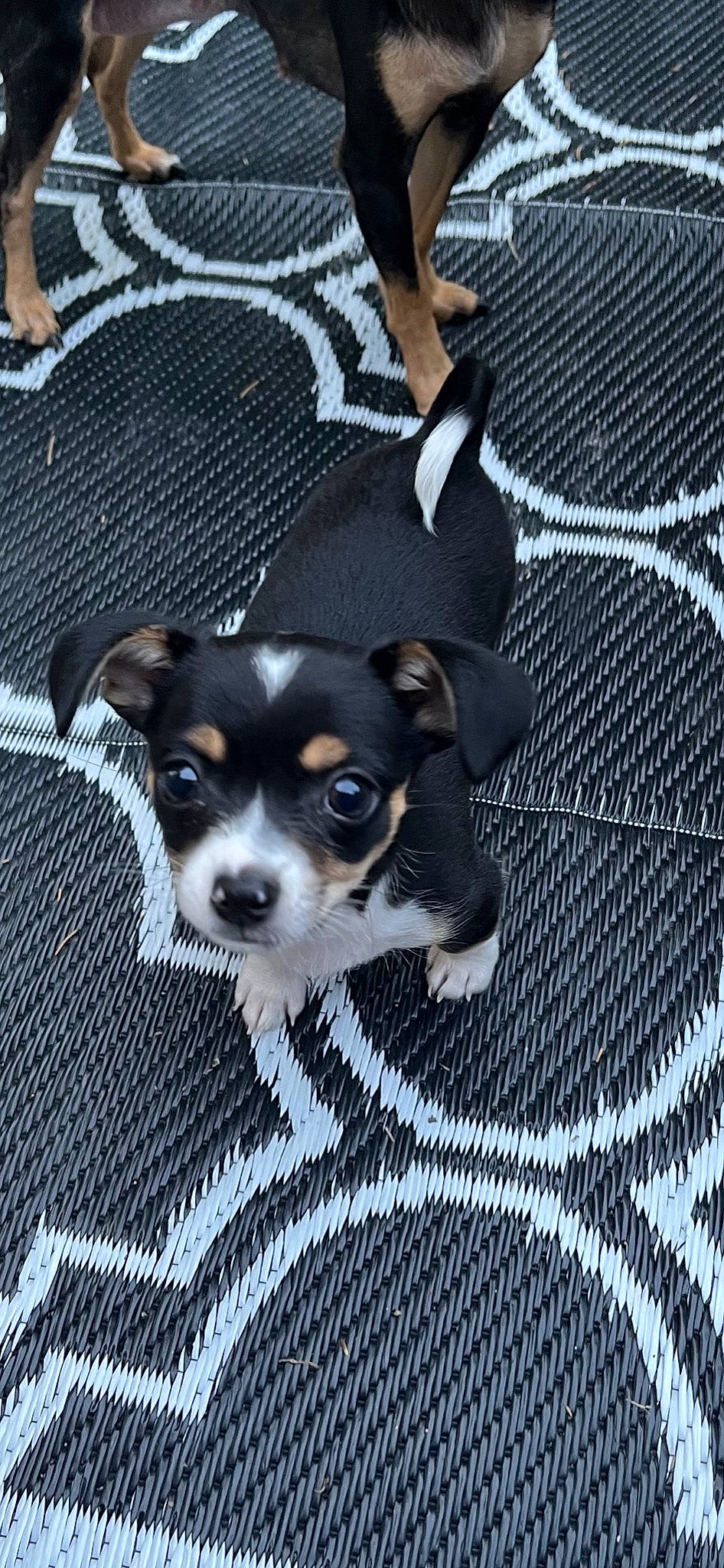 Frankie is registered to the contest to win money with this photo: canidae, carnivore, chihuahua, companion_dog, dog, dog_breed, eyewear, fawn, fur, grey, mesh, non_sporting_group, puppy, russkiy_toy, snout, sporting_group, toy_dog, whiskers, wire_fencing, working_animal