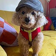 Chokdee a rejoint le concours — aidez-le/la à gagner de superbes lots ! animal, cap, colorful_pillow, couch, cozy, curly_fur, cute, decor, dog, fur, hat, indoor, living_room, pet, pillow, poodle, portrait, red_harness, seated, yellow_couch