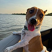 Bella Jean is registered to the contest to win money with this photo: dog, pet, boat, water, lake, sunset, outdoor, animal, happy, tongue_out, collar, seat, nature, sky, daytime, brown_and_white, closeup, canine, playful, summer