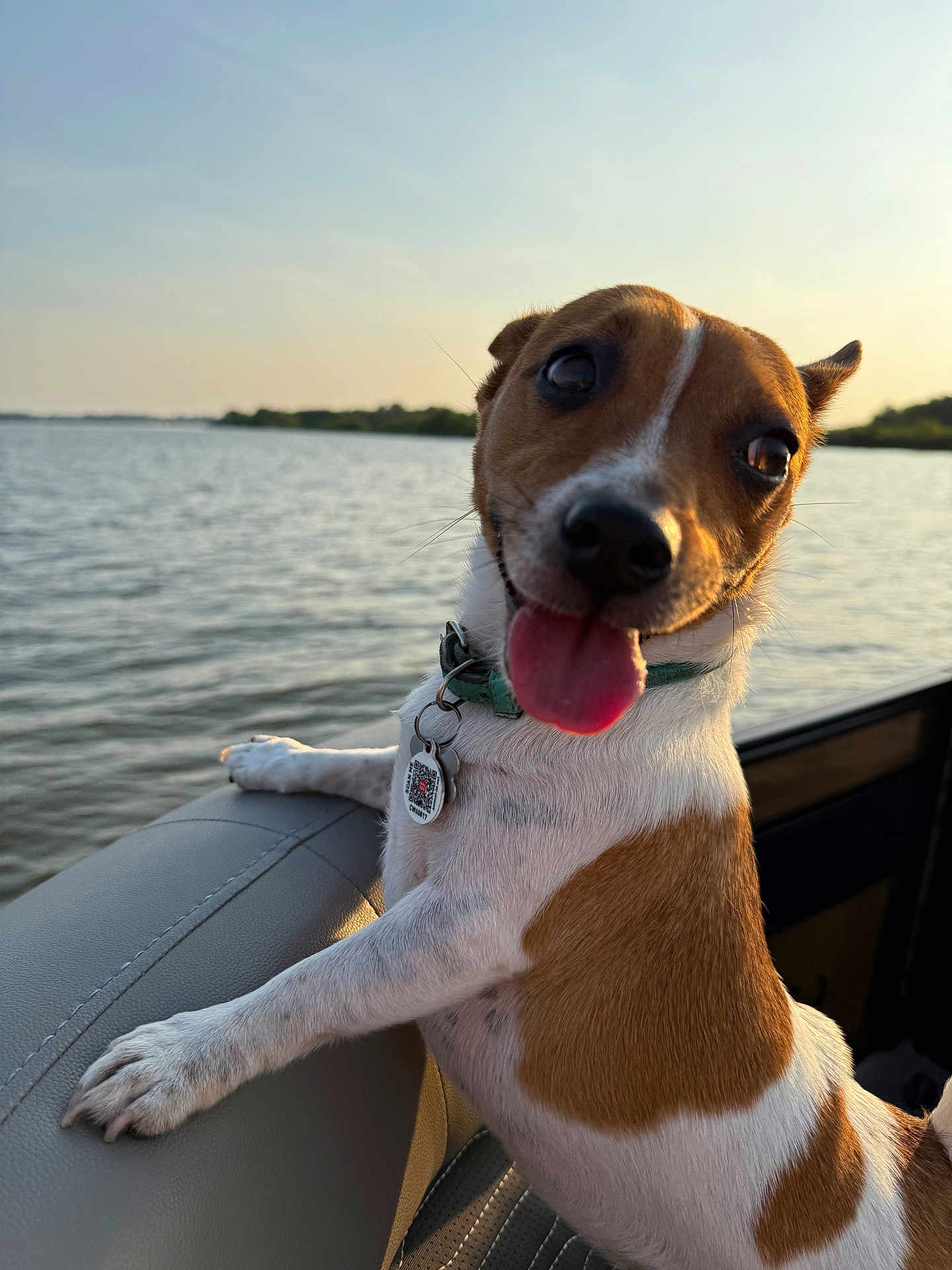 Bella Jean is registered to the contest to win money with this photo: dog, pet, boat, water, lake, sunset, outdoor, animal, happy, tongue_out, collar, seat, nature, sky, daytime, brown_and_white, closeup, canine, playful, summer