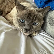 Dodger joined the competition — help win amazing prizes! animal, bed, bedding, blanket, blue_blanket, blue_eyes, cat, close_up, cozy, ears, feline, fur, gray_fur, indoors, nose, pet, portrait, relaxed, sleeping, whiskers
