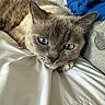 animal, bed, bedding, blanket, blue_blanket, blue_eyes, cat, close_up, cozy, ears, feline, fur, gray_fur, indoors, nose, pet, portrait, relaxed, sleeping, whiskers