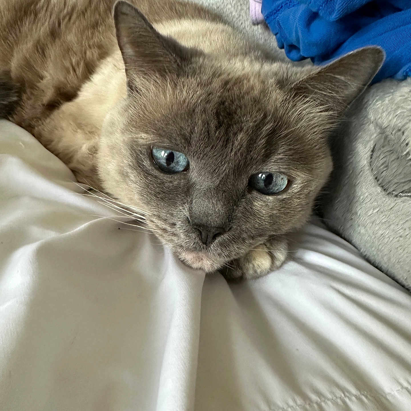 Dodger