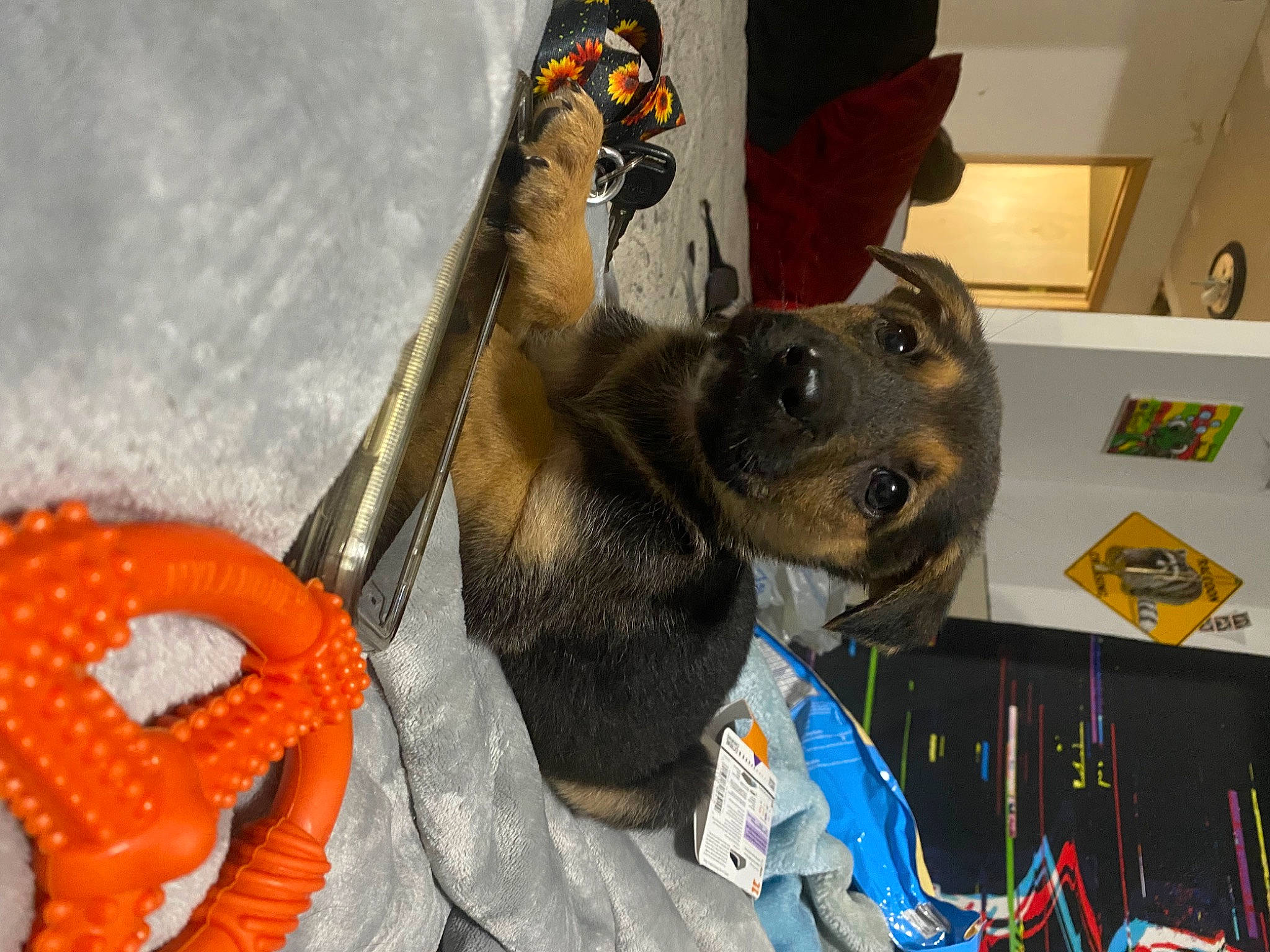 Yuno is registered to the contest to win money with this photo: bag, carnivore, collar, companion_dog, dog, dog_breed, dog_collar, dog_supply, fashion_accessory, fawn, fur, german_shepherd_dog, leash, mammal, personal_protective_equipment, pet_supply, snout, sporting_group, whiskers, working_animal