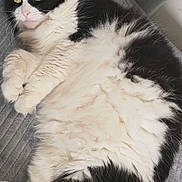 Aria participe au concours pour gagner de l'argent avec cette photo : cat, black_and_white, fluffy, lying_down, yellow_eyes, feline, pet, indoor, resting, fur, whiskers, cute, relaxed, animal, mammal, close_up, texture, soft, portrait, cozy