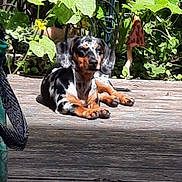 Bella is registered to the contest to win money with this photo: dog, dachshund, spotted_dog, laying_down, wooden_deck, sunlight, green_plants, garden, outdoor, pet, animal, mushroom_decoration, nature, relaxing, summer, small_dog, canine, backyard, leafy, resting