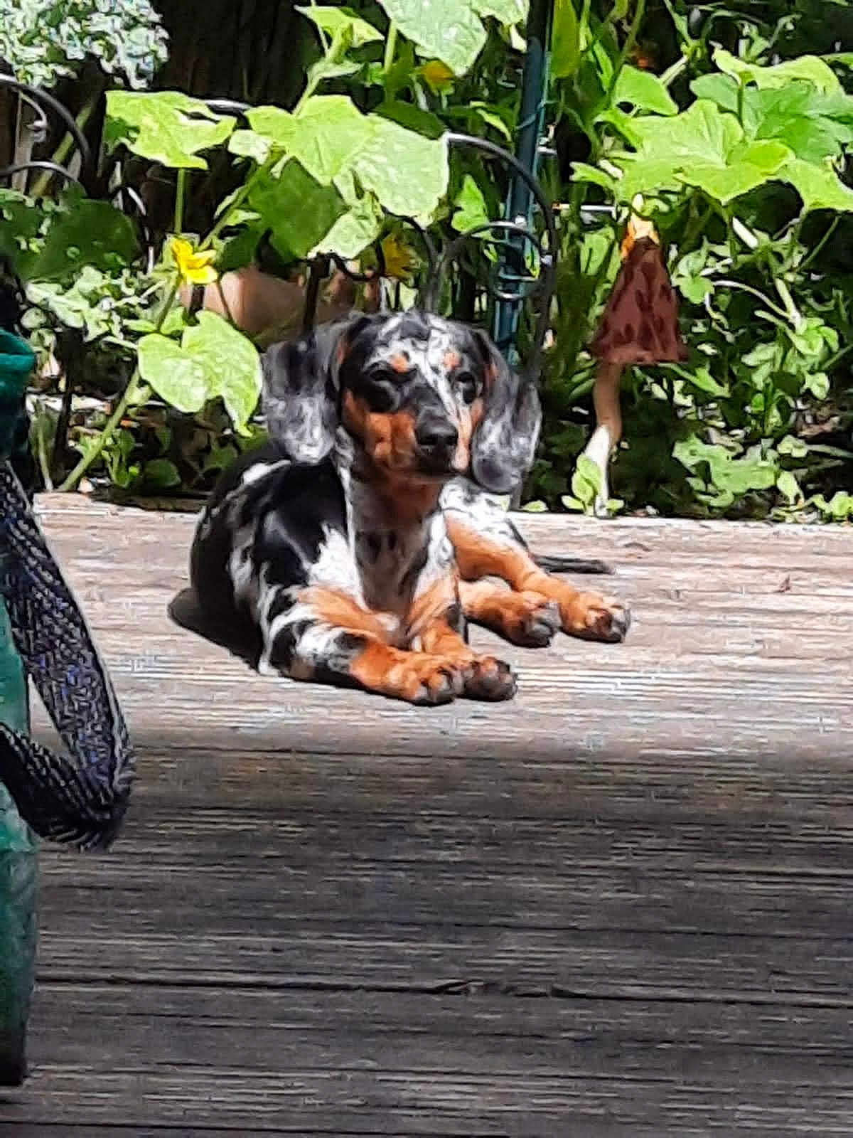 Bella