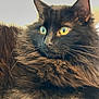 cat, black_cat, fluffy, yellow_eyes, pet, feline, animal, indoor, close_up, whiskers, fur, portrait, alert, cute, mammal, domestic_animal, face, ears, lying_down, looking_away
