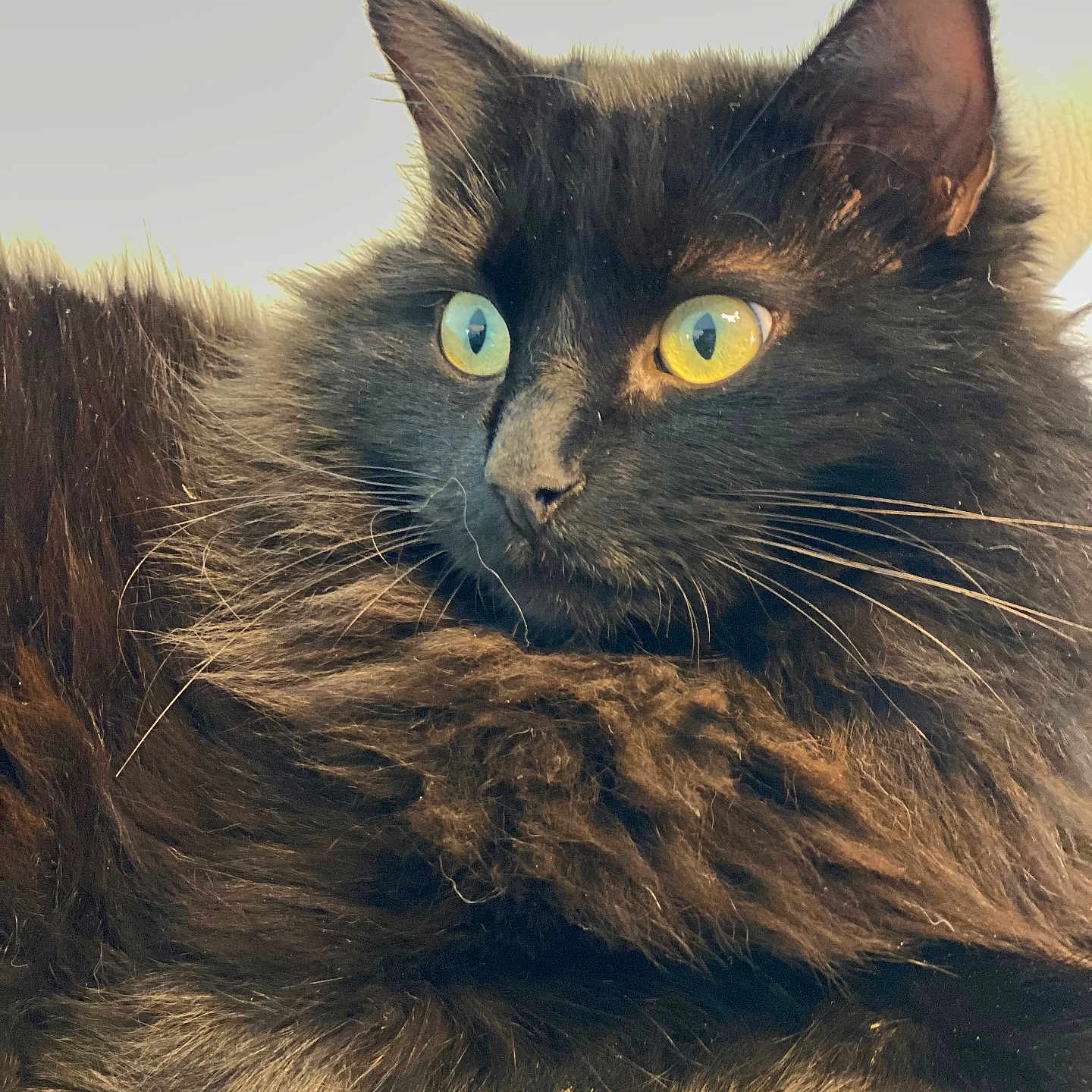 Cookie participe au concours pour gagner de l'argent avec cette photo : alert, animal, black_cat, cat, close_up, cute, domestic_animal, ears, face, feline, fluffy, fur, indoor, looking_away, lying_down, mammal, pet, portrait, whiskers, yellow_eyes