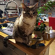 Juju a rejoint le concours — aidez-le/la à gagner de superbes lots ! cat, tabby_cat, kitchen, countertop, plant, keys, glasses, sink, clock, chair, table, wall_art, indoor, furniture, houseplant, domestic_animal, pet, wooden_surface, decor, cozy