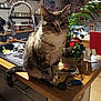 cat, tabby_cat, kitchen, countertop, plant, keys, glasses, sink, clock, chair, table, wall_art, indoor, furniture, houseplant, domestic_animal, pet, wooden_surface, decor, cozy