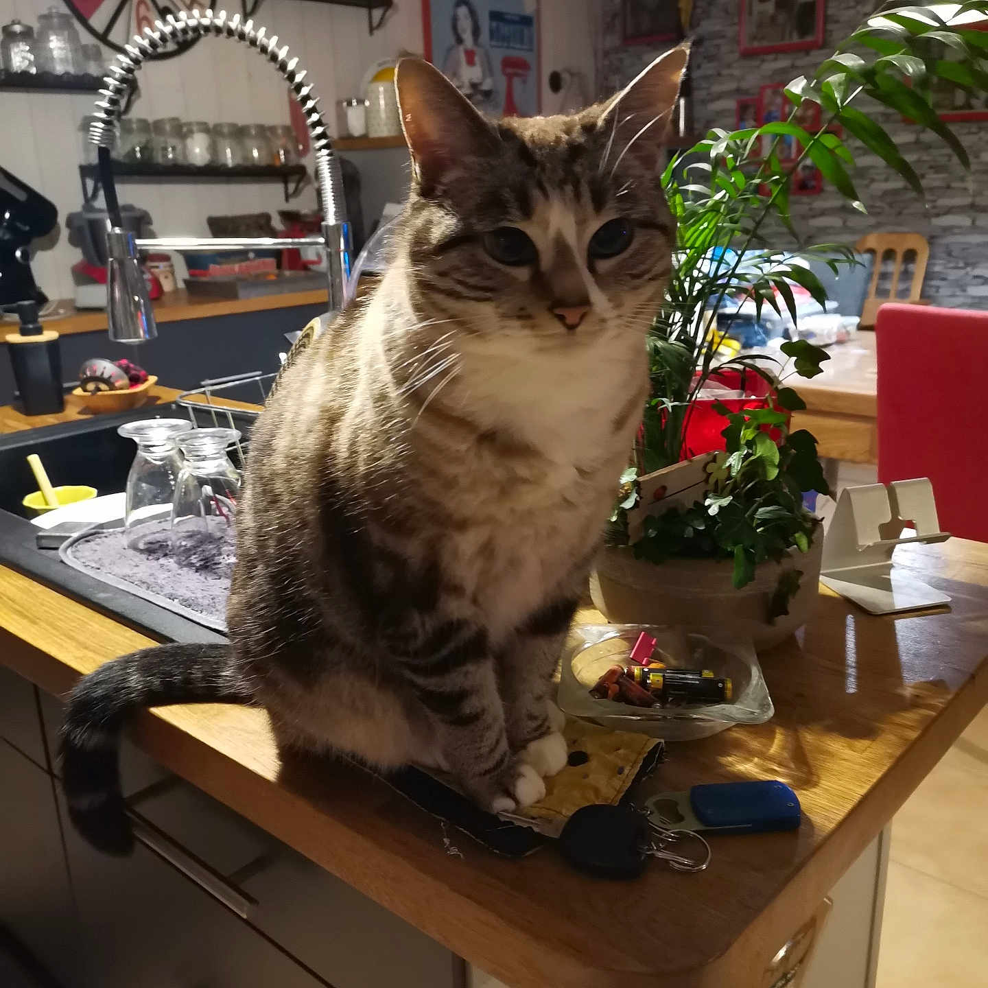 Juju a rejoint le concours — aidez-le/la à gagner de superbes lots ! cat, chair, clock, countertop, cozy, decor, domestic_animal, furniture, glasses, houseplant, indoor, keys, kitchen, pet, plant, sink, tabby_cat, table, wall_art, wooden_surface