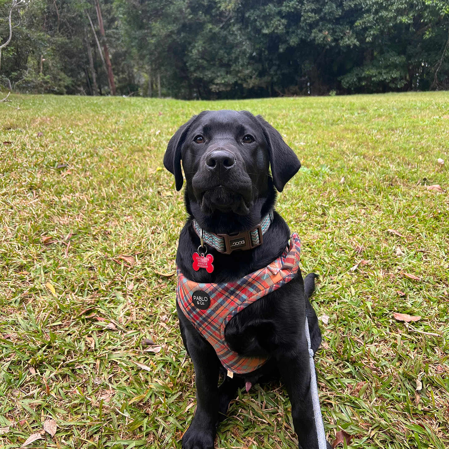 Charlie joined the competition — help win amazing prizes! alert, animal, black_dog, canine, collar, dog, field, friendly, fur, grass, harness, leash, mammal, nature, outdoor, park, pet, portrait, sitting, tree