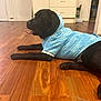 dog, black_dog, hoodie, clothing, tongue_out, wooden_floor, indoor, flooring, cabinet, kitchen, pet, animal, laying_down, tongue, home, cozy, cute, playful, canine, domestic