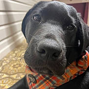 Charlie is registered to the contest to win money with this photo: dog, black_dog, bandana, plaid, close_up, indoor, floor, curious, pet, canine, animal, nose, whiskers, portrait, young_dog, face, fur, looking, domestic_animal, resting