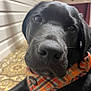 dog, black_dog, bandana, plaid, close_up, indoor, floor, curious, pet, canine, animal, nose, whiskers, portrait, young_dog, face, fur, looking, domestic_animal, resting