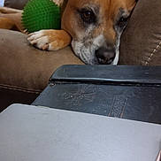 Niko joined the competition — help win amazing prizes! dog, couch, green_ball, paw, relaxed, indoor, living_room, brown_dog, furniture, home, pet, resting, animal, close_up, household, cozy, domestic, canine, looking, comfortable