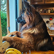 Hulka a rejoint le concours — aidez-le/la à gagner de superbes lots ! dog, pet, window, looking_out, kitchen, fruit_bowl, bananas, apple, wooden_table, countertop, cabinets, indoor, fur, long_hair, portrait, profile_view, paws_on_sill, greenery, ceramic_bowl, curious