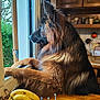 dog, pet, window, looking_out, kitchen, fruit_bowl, bananas, apple, wooden_table, countertop, cabinets, indoor, fur, long_hair, portrait, profile_view, paws_on_sill, greenery, ceramic_bowl, curious