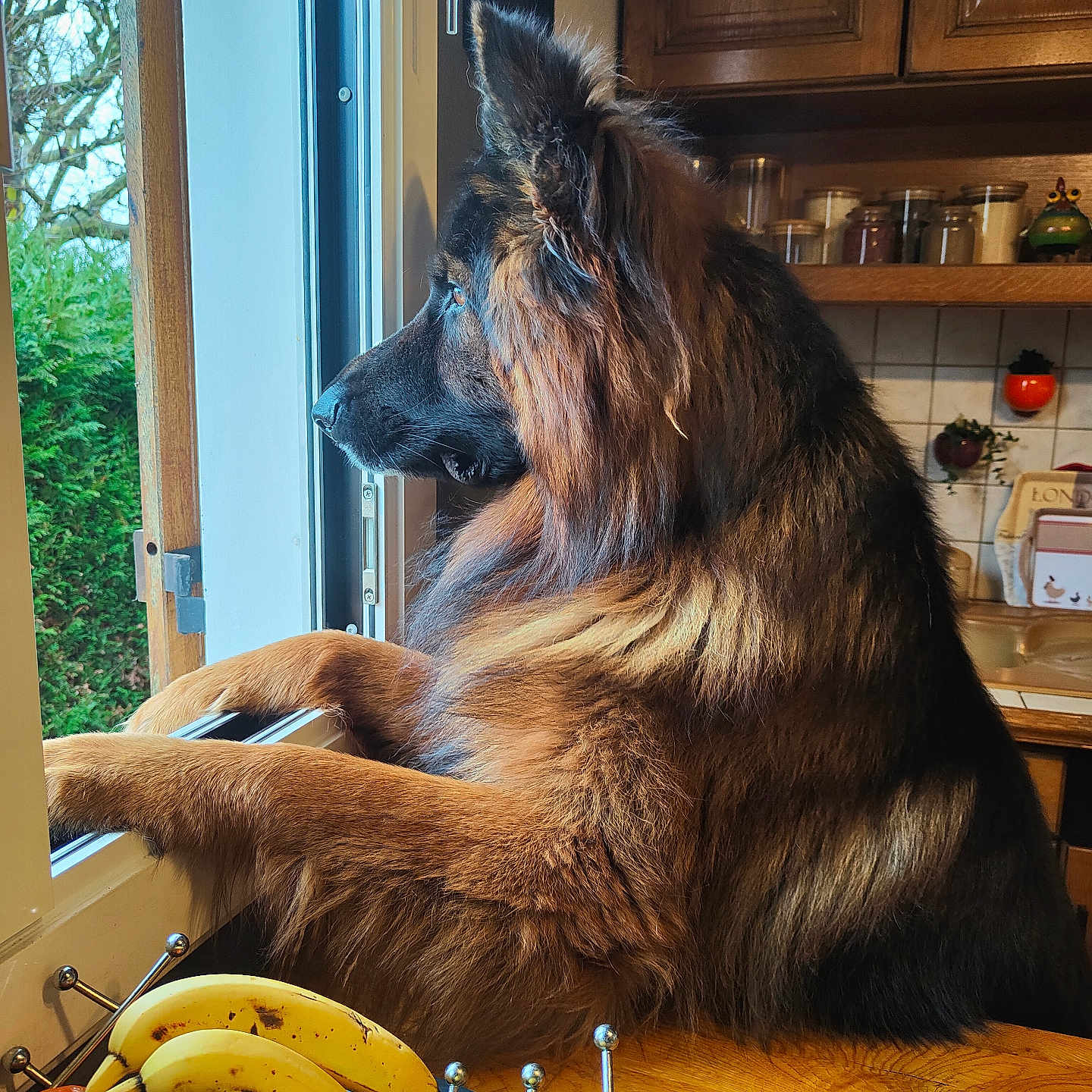 Hulka a rejoint le concours — aidez-le/la à gagner de superbes lots ! apple, bananas, cabinets, ceramic_bowl, countertop, curious, dog, fruit_bowl, fur, greenery, indoor, kitchen, long_hair, looking_out, paws_on_sill, pet, portrait, profile_view, window, wooden_table