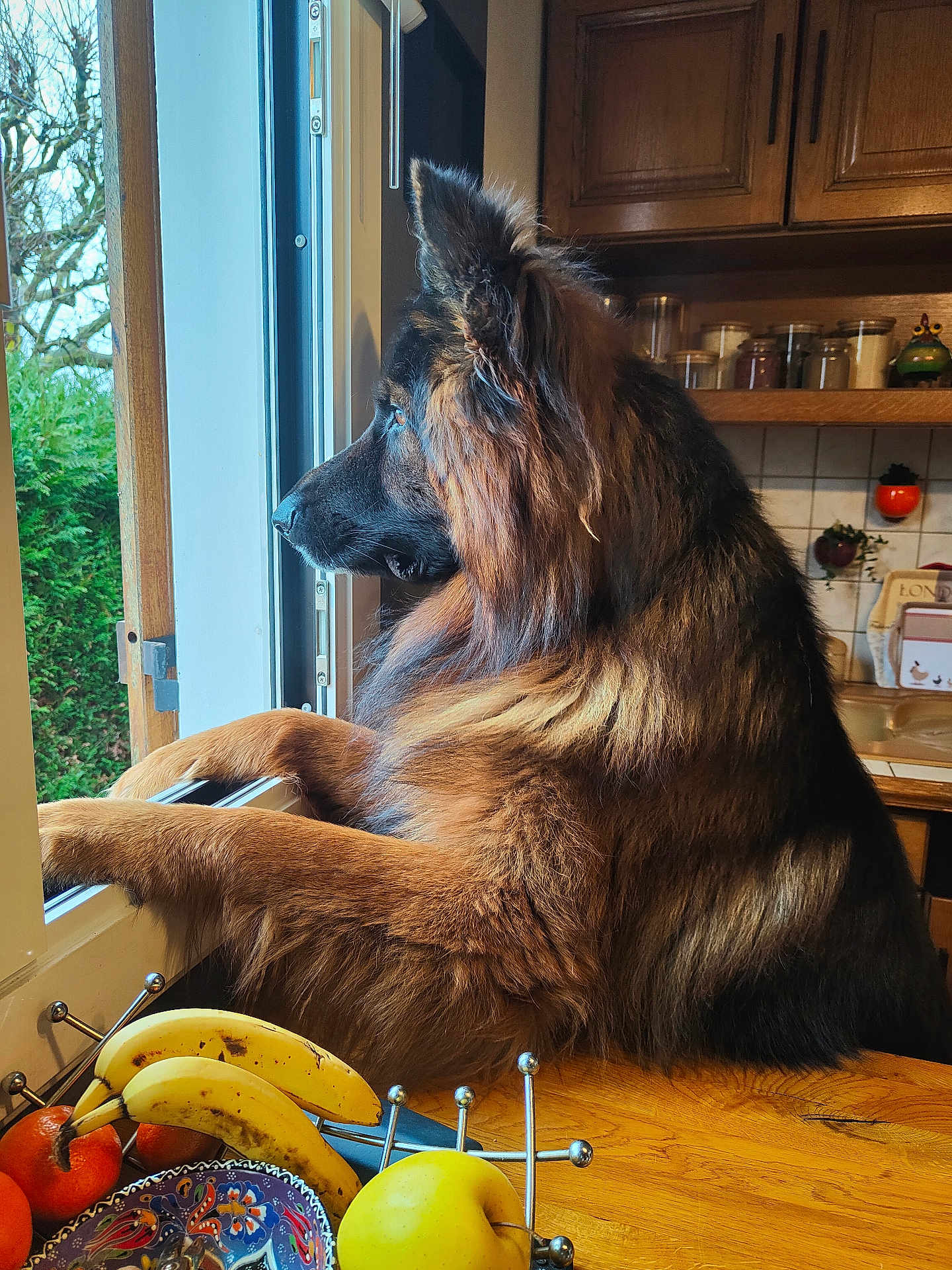 Hulka a rejoint le concours — aidez-le/la à gagner de superbes lots ! dog, pet, window, looking_out, kitchen, fruit_bowl, bananas, apple, wooden_table, countertop, cabinets, indoor, fur, long_hair, portrait, profile_view, paws_on_sill, greenery, ceramic_bowl, curious