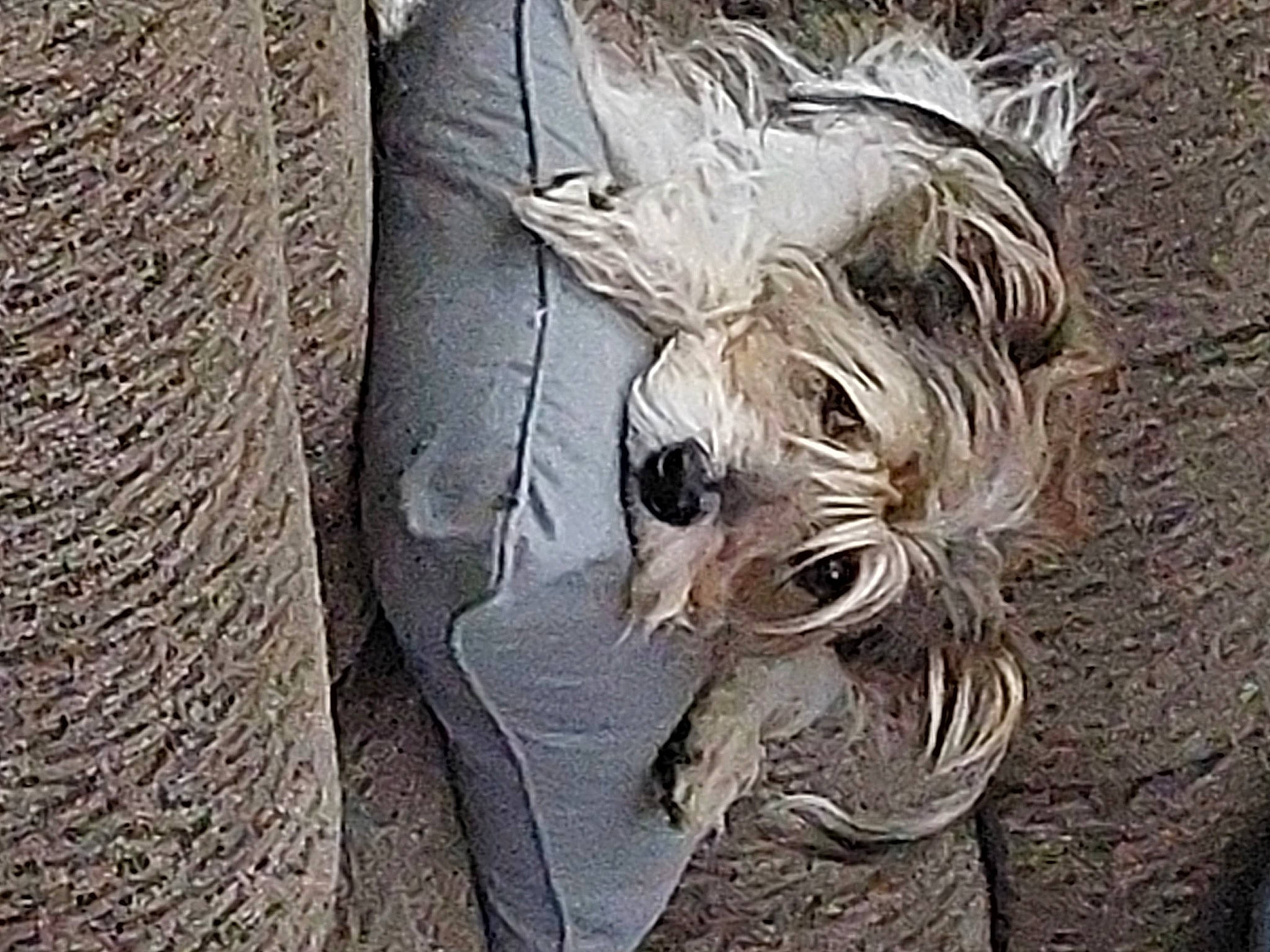 Sarge joined the competition — help win amazing prizes! carnivore, door, fur, grey, metal, natural_material, pattern, sleeve, terrestrial_animal, trunk, visual_arts, wood