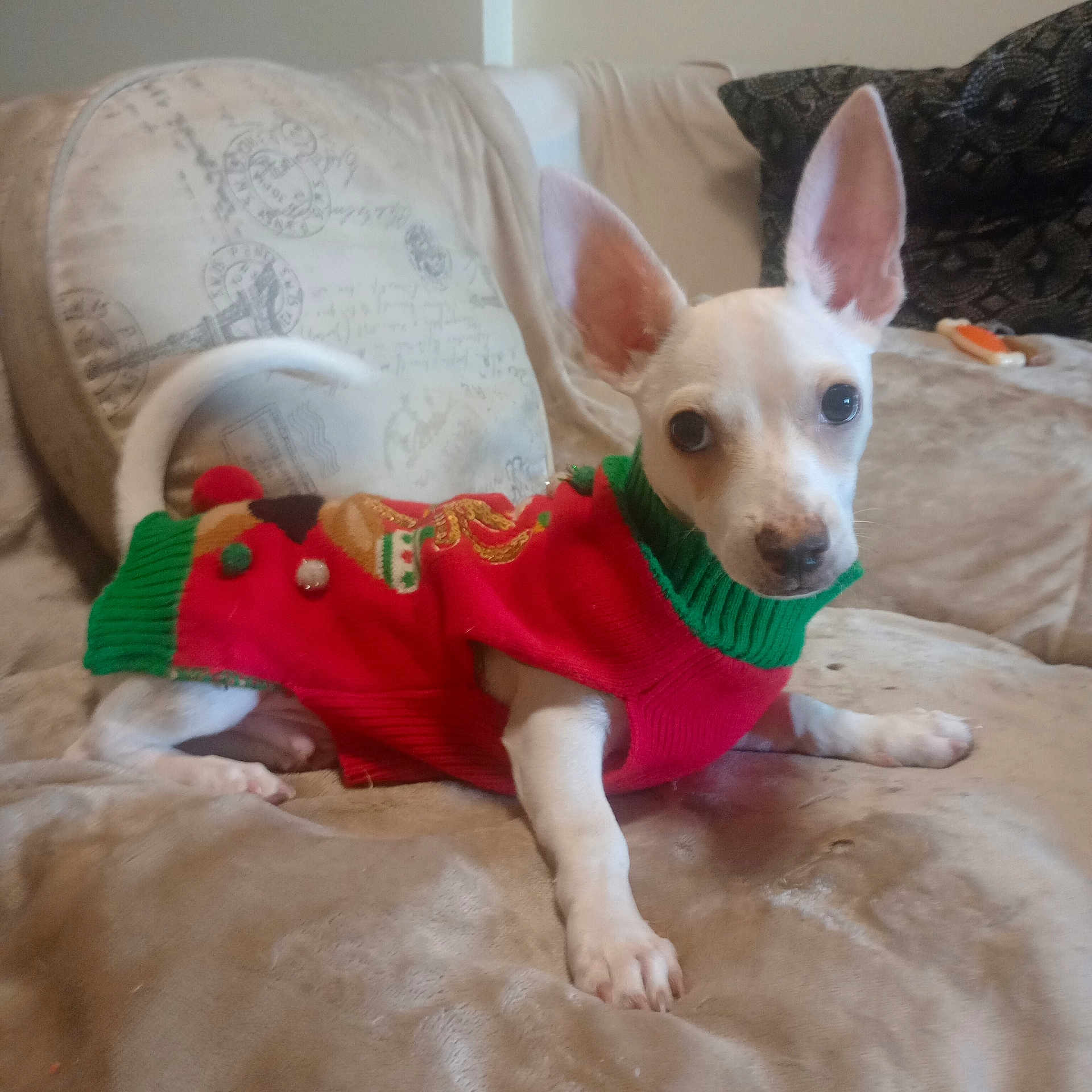 Kelo is registered to the contest to win money with this photo: dog, puppy, sweater, red, green, couch, indoor, pet, small_dog, ears, cute, animal, lying_down, cozy, blanket, fur, nose, tail, looking, christmas