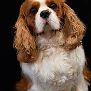Scott participe au concours pour gagner de l'argent avec cette photo : dog, cavalier_king_charles_spaniel, pet, animal, portrait, fluffy, brown, white, ears, cute, fur, eyes, sitting, studio, closeup, companion, mammal, domestic, canine, adorable
