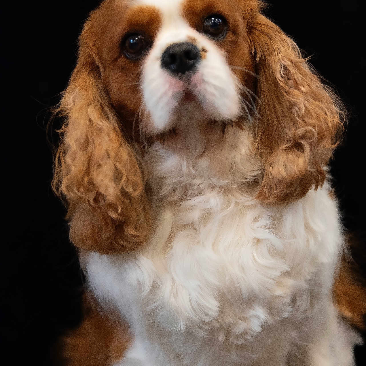 Scott participe au concours pour gagner de l'argent avec cette photo : dog, cavalier_king_charles_spaniel, pet, animal, portrait, fluffy, brown, white, ears, cute, fur, eyes, sitting, studio, closeup, companion, mammal, domestic, canine, adorable