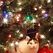 Callie joined the competition — help win amazing prizes! cat, christmas_tree, christmas_lights, holiday, festive, decorations, tree_skirt, indoor, pet, animal, white_cat, calico, cute, cozy, resting, feline, colorful_lights, green_tree, red, seasonal