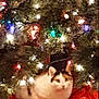 cat, christmas_tree, christmas_lights, holiday, festive, decorations, tree_skirt, indoor, pet, animal, white_cat, calico, cute, cozy, resting, feline, colorful_lights, green_tree, red, seasonal