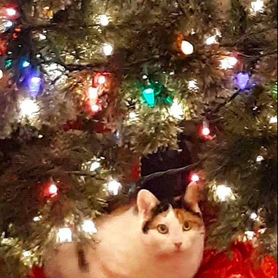 Callie joined the competition — help win amazing prizes! animal, calico, cat, christmas_lights, christmas_tree, colorful_lights, cozy, cute, decorations, feline, festive, green_tree, holiday, indoor, pet, red, resting, seasonal, tree_skirt, white_cat